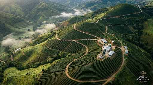 Plantación de café organizada en las montañas venezolanas